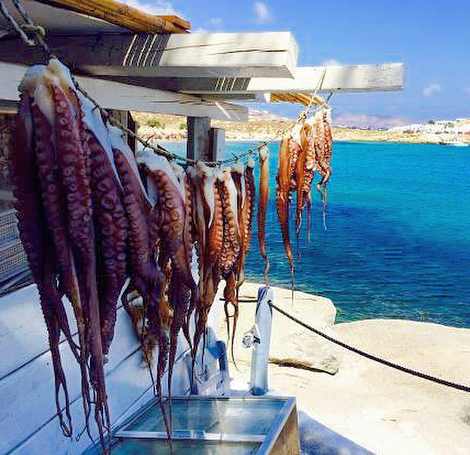 Catch of the day of fresh octopus!